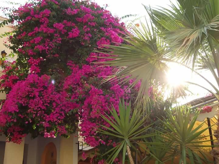 Sweetmemory Hotel Agia Marina  ภายนอก รูปภาพ